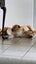 free dogs rehome Carousel 6