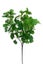 Artificial Ginkgo Leaf Spray - Mid Green - Set of 3 Carousel 1