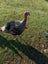 Pet Turkey Carousel 1