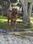 Dogue De Bordeaux Carousel 3