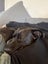 Male Labrador x Staffy Carousel 3