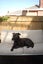 Male Labrador x Staffy Carousel 2