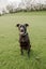 Male Labrador x Staffy Carousel 4