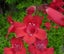 Penstemon Firebird showy bright red bell shaped flowers perennial Carousel 1