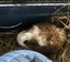 Guinea Pigs - Adults and Babies Carousel 3