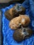 Guinea Pigs - Adults and Babies Carousel 4