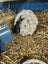Guinea Pigs - Adults and Babies Carousel 5
