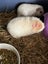 Guinea Pigs - Adults and Babies Carousel 6
