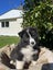 Border Collie x Rough Collie Puppies Carousel 5