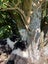 Border Collie x Rough Collie Puppies Carousel 10