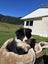 Border Collie x Rough Collie Puppies Carousel 3