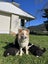 Border Collie x Rough Collie Puppies Carousel 9