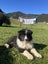 Border Collie x Rough Collie Puppies Carousel 6