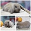 very cute Pure Bred mini Lops Carousel 2