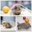 very cute Pure Bred mini Lops Carousel 5
