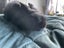 7 Baby Mini Lops Carousel 1