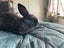 7 Baby Mini Lops Carousel 2