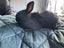 7 Baby Mini Lops Carousel 3