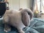 7 Baby Mini Lops Carousel 4
