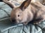 7 Baby Mini Lops Carousel 5