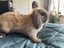 7 Baby Mini Lops Carousel 6