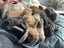 7 Baby Mini Lops Carousel 7