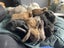 7 Baby Mini Lops Carousel 8