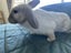 7 Baby Mini Lops Carousel 9
