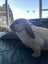 7 Baby Mini Lops Carousel 10