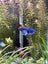 Established 72L Fish Tank with Live Plants & Fish – Christchurch Carousel 4