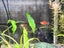 Established 72L Fish Tank with Live Plants & Fish – Christchurch Carousel 5