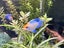 Established 72L Fish Tank with Live Plants & Fish – Christchurch Carousel 6