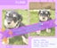 Miniture Schnauzer Puppies Carousel 3