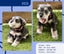 Miniture Schnauzer Puppies Carousel 4