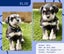 Miniture Schnauzer Puppies Carousel 5