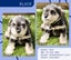 Miniture Schnauzer Puppies Carousel 6
