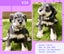 Miniture Schnauzer Puppies Carousel 8