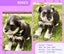 Miniture Schnauzer Puppies Carousel 9