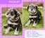 Miniture Schnauzer Puppies Carousel 10