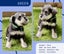 Miniture Schnauzer Puppies Carousel 7