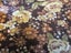 Lovely Vintage / Retro Viyella Type Floral Fabric Remnant Unused 60's 70's Era Carousel 3