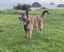 Kora the Bearded Collie/Whippet Cross, 8 years Carousel 3