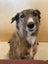 Kora the Bearded Collie/Whippet Cross, 8 years Carousel 2