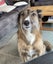 Kora the Bearded Collie/Whippet Cross, 8 years Carousel 5