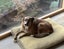 Kora the Bearded Collie/Whippet Cross, 8 years Carousel 4