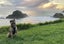 Kora the Bearded Collie/Whippet Cross, 8 years Carousel 6