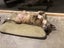 Kora the Bearded Collie/Whippet Cross, 8 years Carousel 8