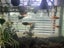 fish tank Carousel 4