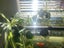 fish tank Carousel 5