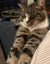 Lost tabby cat Carousel 3